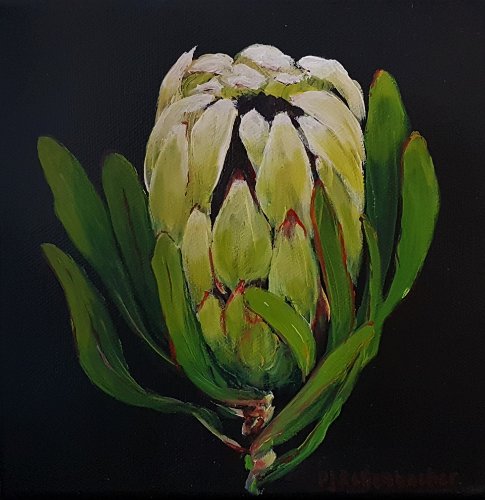 Protea 5